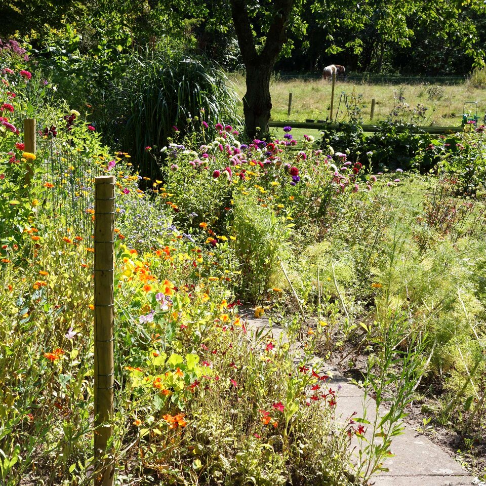 Garden nature landscapes