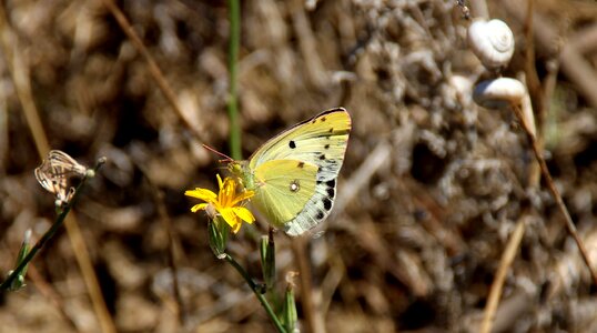 Flower nature insecta