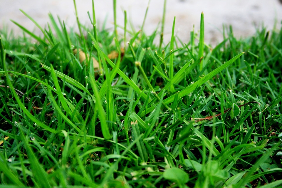 Fresh plant natural