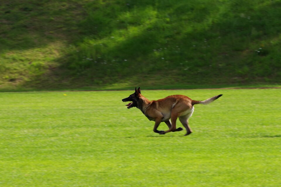 Competition green running green run