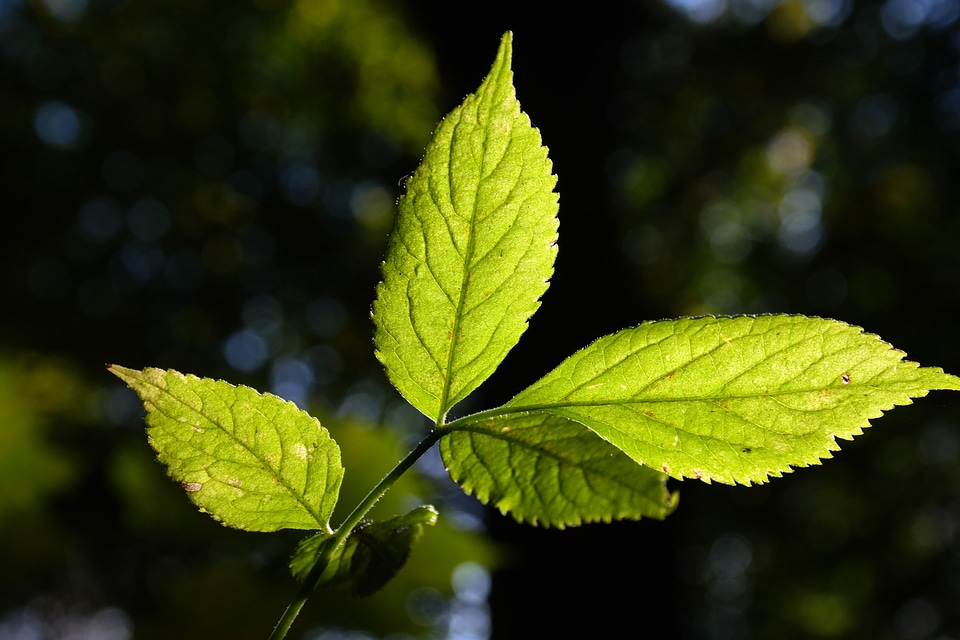 Translucent black elderberry sambucus nigra