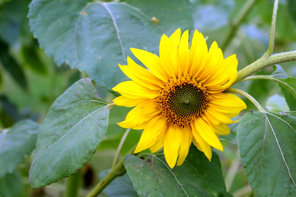 Yellow flower blossom bloom photo