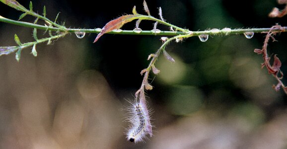 Millipede plant drops