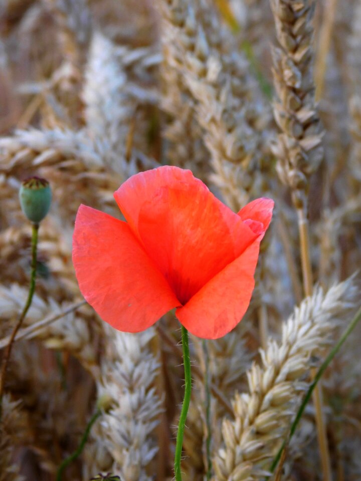 Mohngewaechs field arable