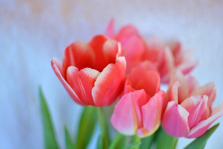 Spring handsomely flower
