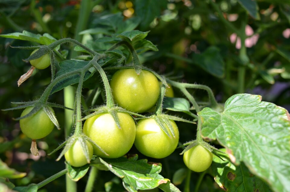 Harvest organic green