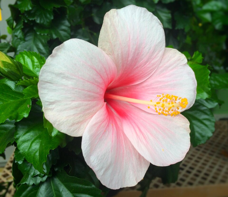 Huang red pink gardening