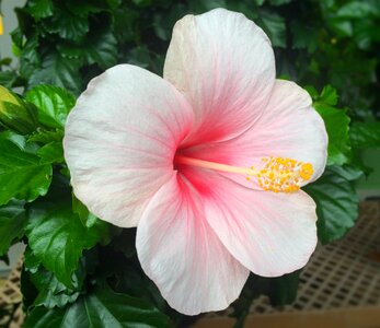 Huang red pink gardening
