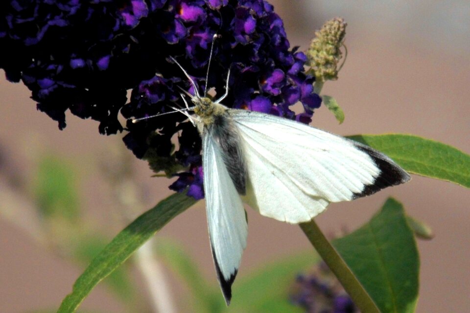 Insect nature garden