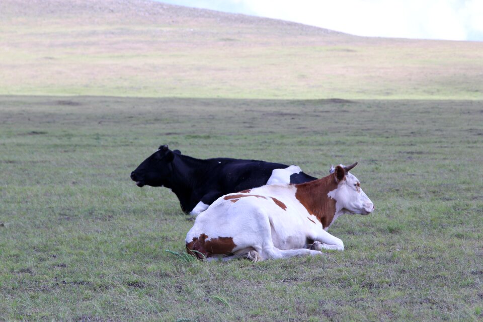 Dairy cow yellow cattle ranch