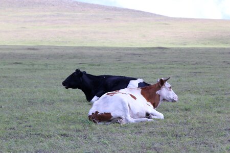 Dairy cow yellow cattle ranch