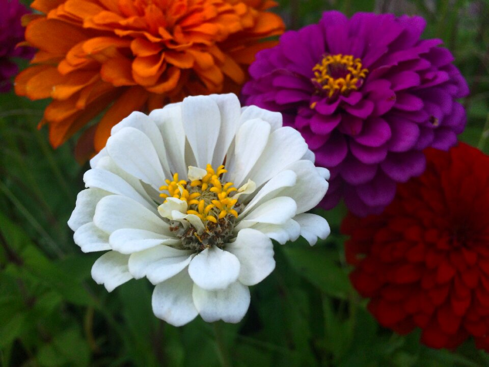 Pink red purple yellow