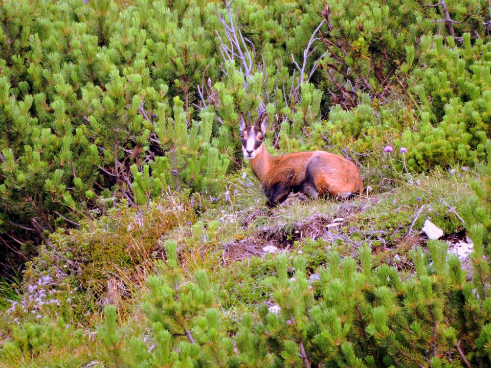 Animal green wild