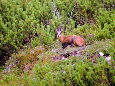 Animal green wild