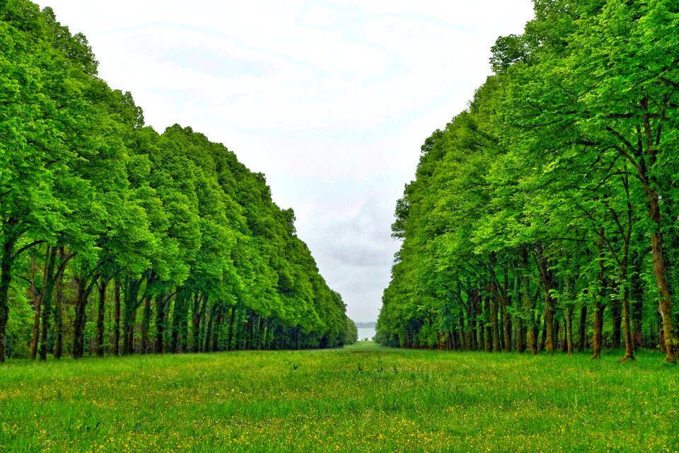 Forest nature green