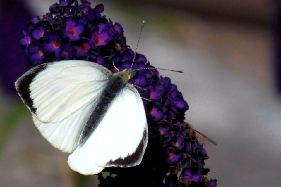 Insect nature garden