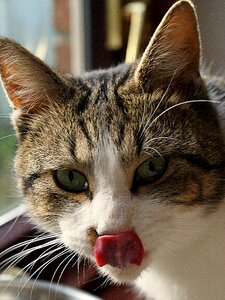 Cat face tongue animals photo