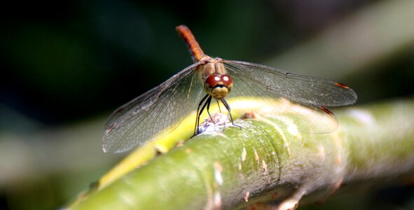 Insecta wings nature