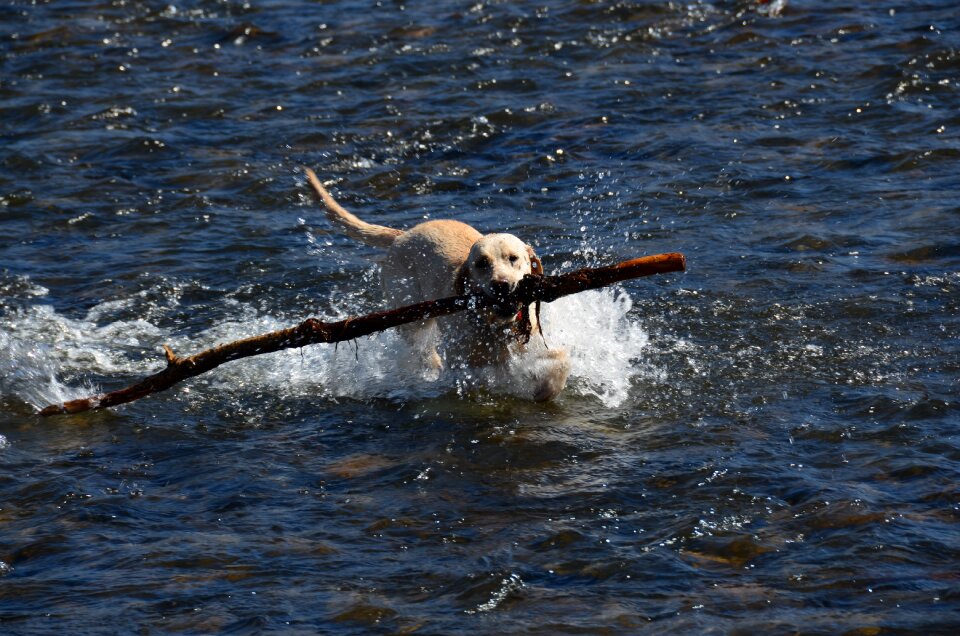 Pet fun nature