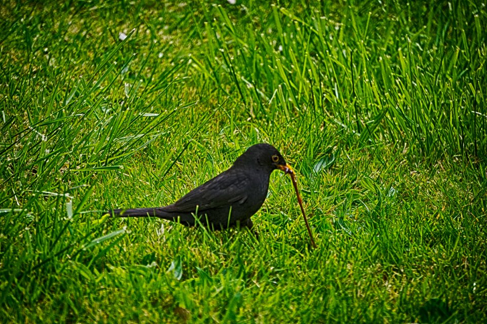 Nature animals black