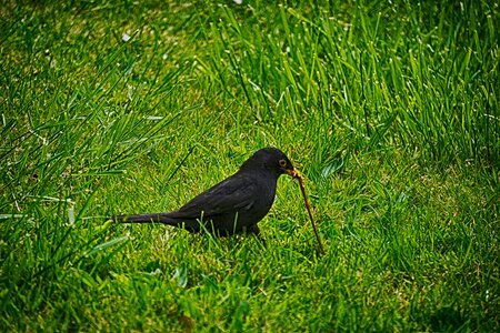 Nature animals black