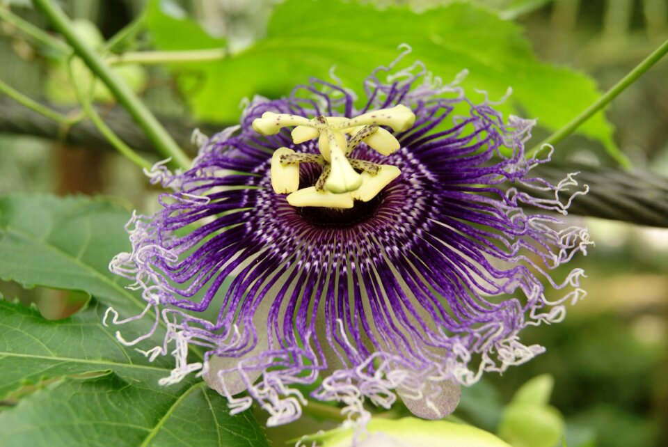 Garden flowers flower