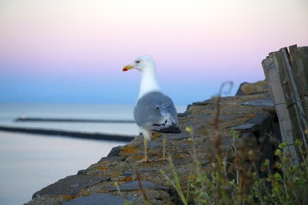 Sea ​​bird gull feathers photo