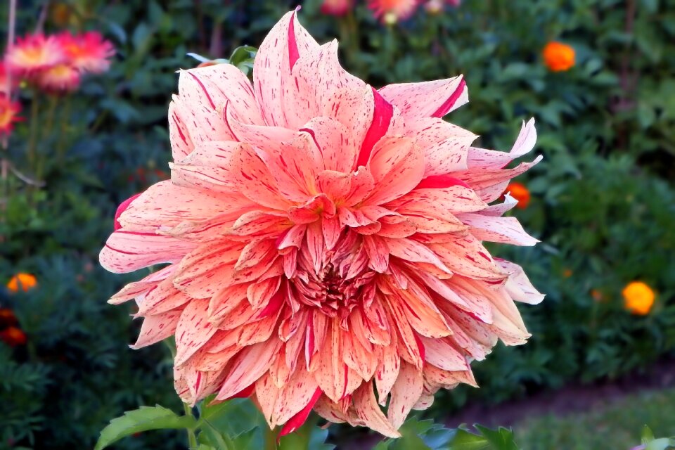 Flower garden plant dahlia garden