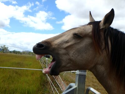 Equine mane breed photo