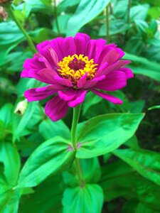 Red purple yellow stamen