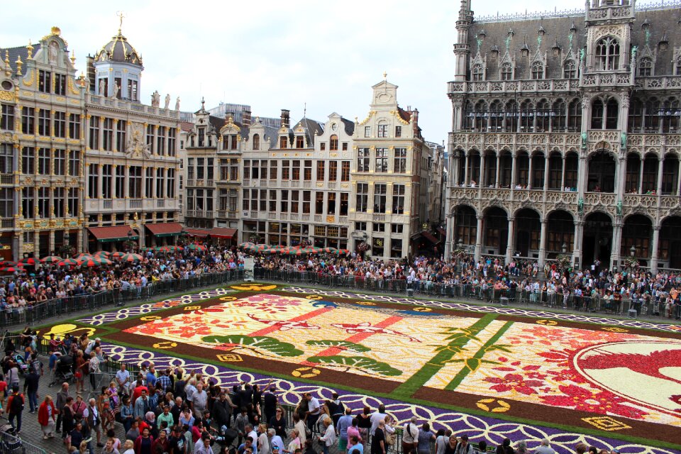 Flower carpet begonias handsomely