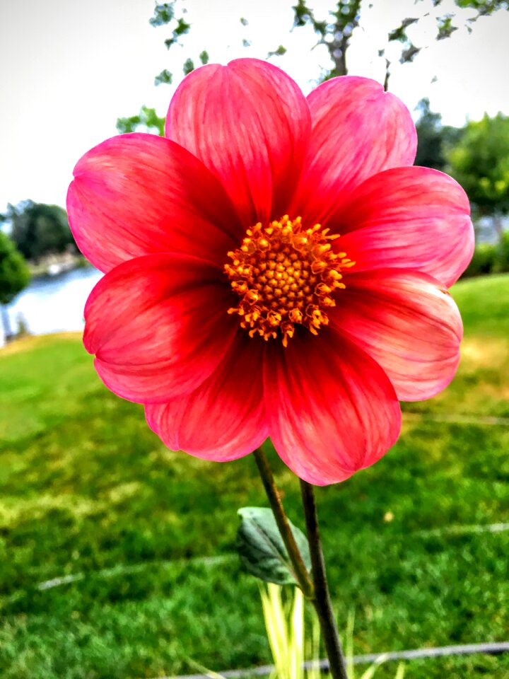 Red yellow centre flower