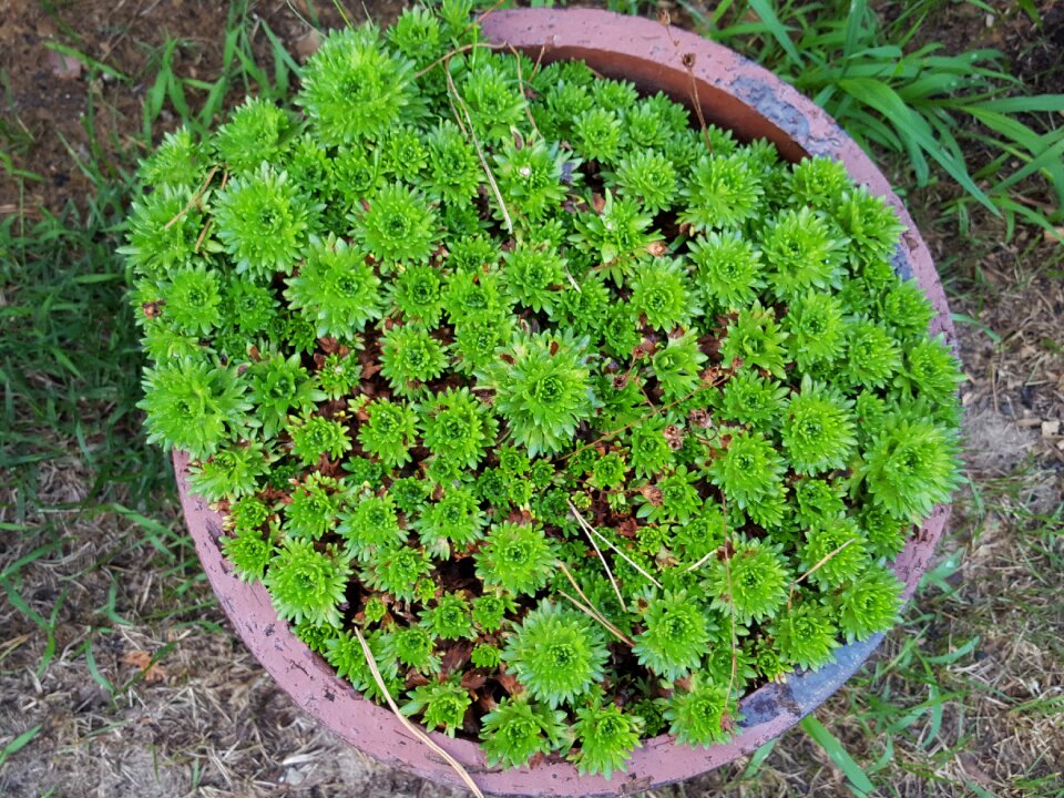Green nature a garden plant