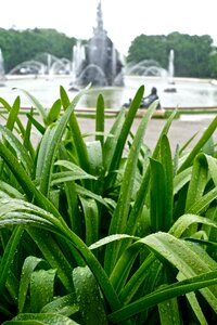 Botanical green fountain