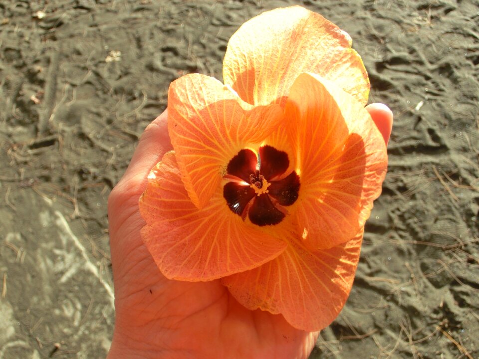 Flower hand petals