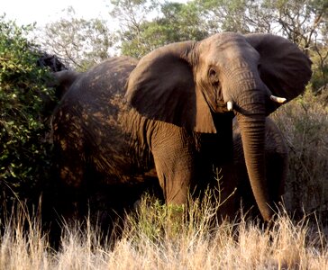 Africa nature mammal photo