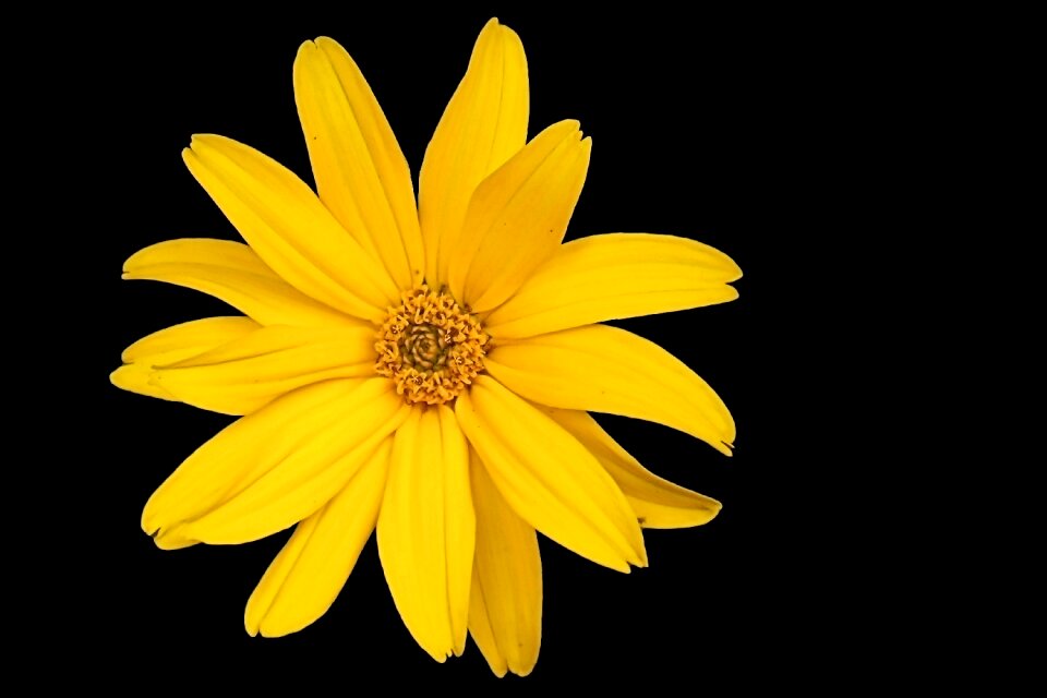 Yellow flowers flower summer