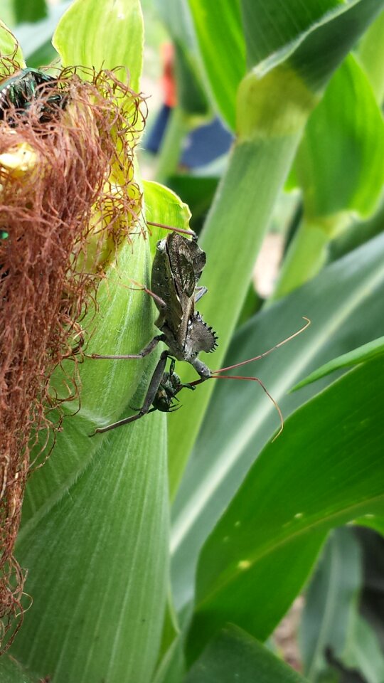 Bug wheel bug assassin bug