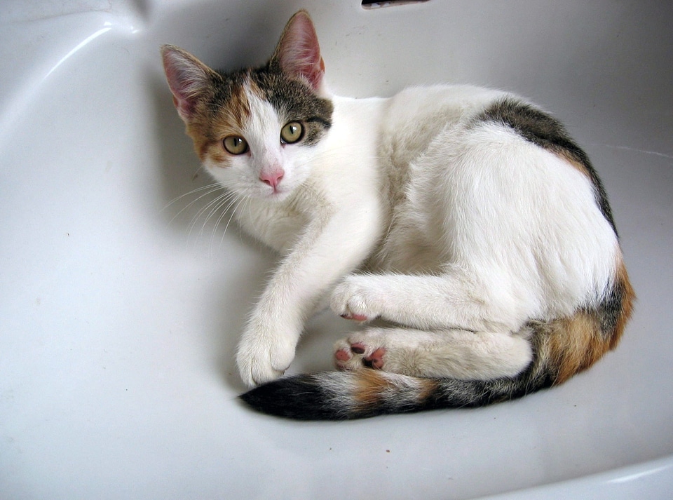 Rest bathroom sink sweet