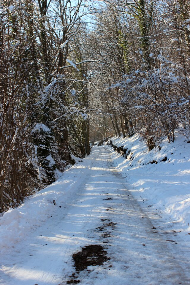 Wintry winter forest nature