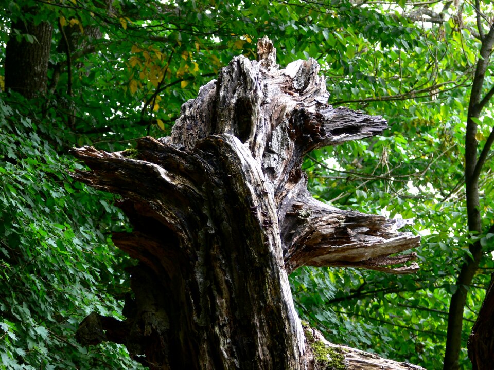Old dry trunk