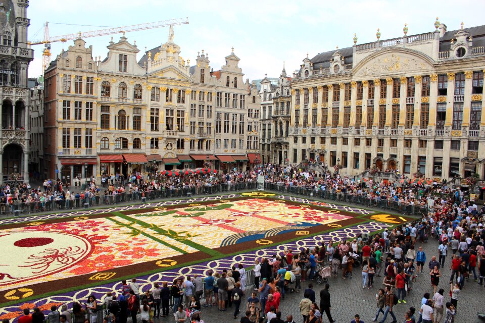Flower carpet begonias handsomely