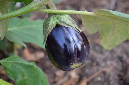 Summer vegetable nature