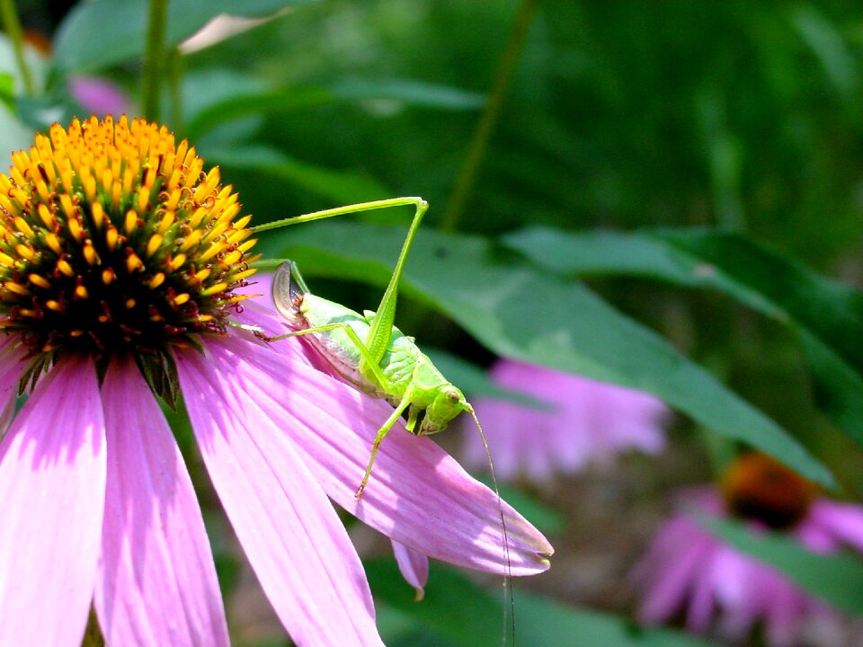 Coneflower nature