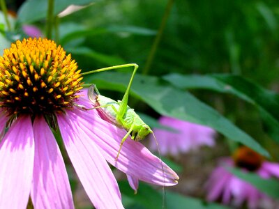 Coneflower nature photo