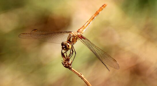 Insecta wings nature