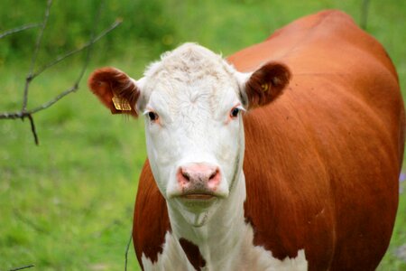 Farm finnish animals