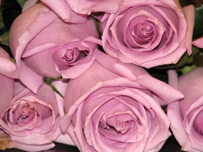 Lilac bouquet fresh