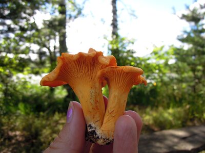 Two nature mushroom hat photo