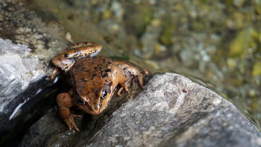 Frogs nature water